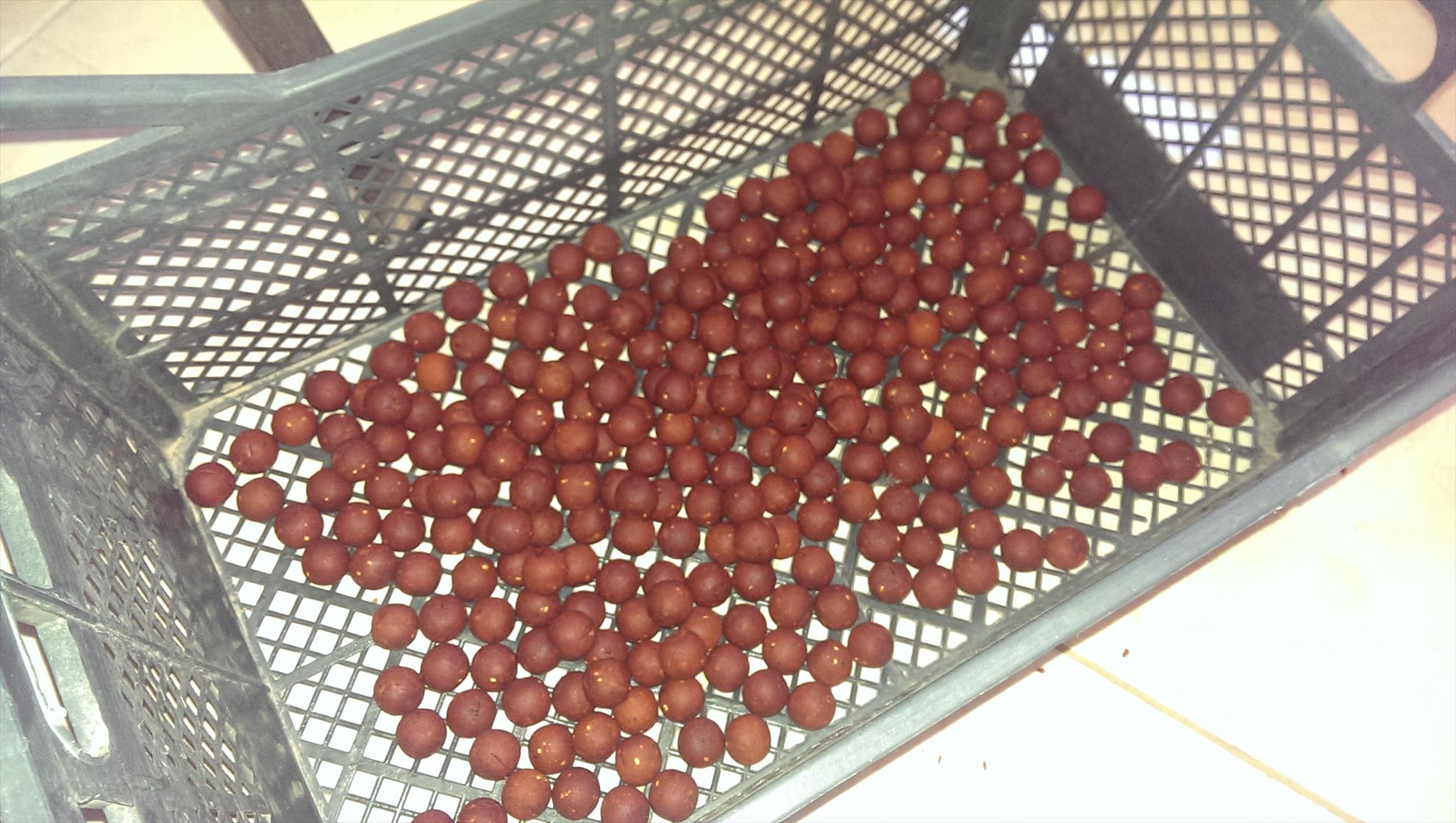 Pregatiri Carpbook ed.II - imag1229.jpg